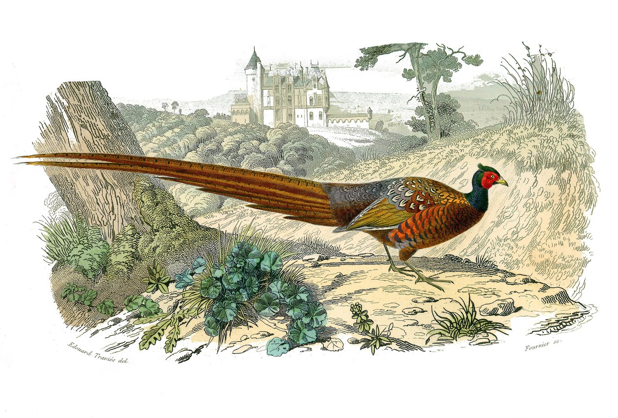 Naturhistorisk styre: Zoologisk styre som representerer gallinaser: fasan. Plate tegnet fra de ni bindene om fugler i "" Works complete of Buffon""" skrevet av naturforsker Georges Louis Leclerc, greve av Buffon (1707-1788) mellom 1749 og 1785. Illustra av Edouard Travies