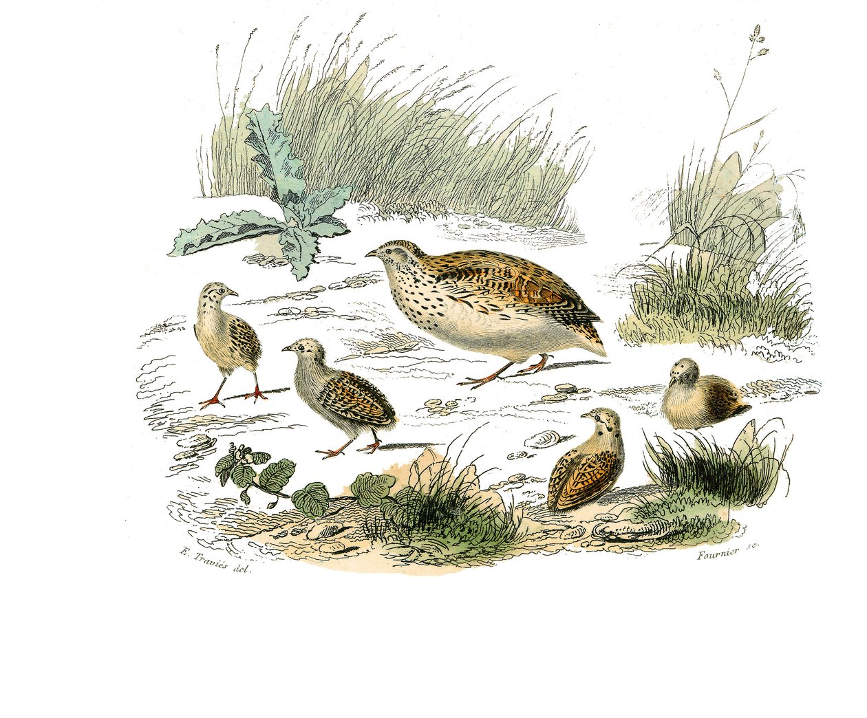 Naturhistorisk styre: Zoologisk styre som representerer gallinaser: vaktel. Plate tegnet fra de ni bindene om fugler i "" Works complete of Buffon""" skrevet av naturforsker Georges Louis Leclerc, greve av Buffon (1707-1788) mellom 1749 og 1785. Illustrati av Edouard Travies