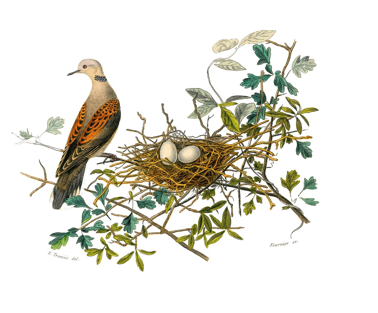 Naturhistorisk styre: Zoologisk bord som representerer gallinaser: duen nær reiret. Plate hentet fra de ni bindene om fugler i "" Works complete of Buffon""" skrevet av naturforsker Georges Louis Leclerc, greve av Buffon (1707-1788) mellom 1749 og av Edouard Travies