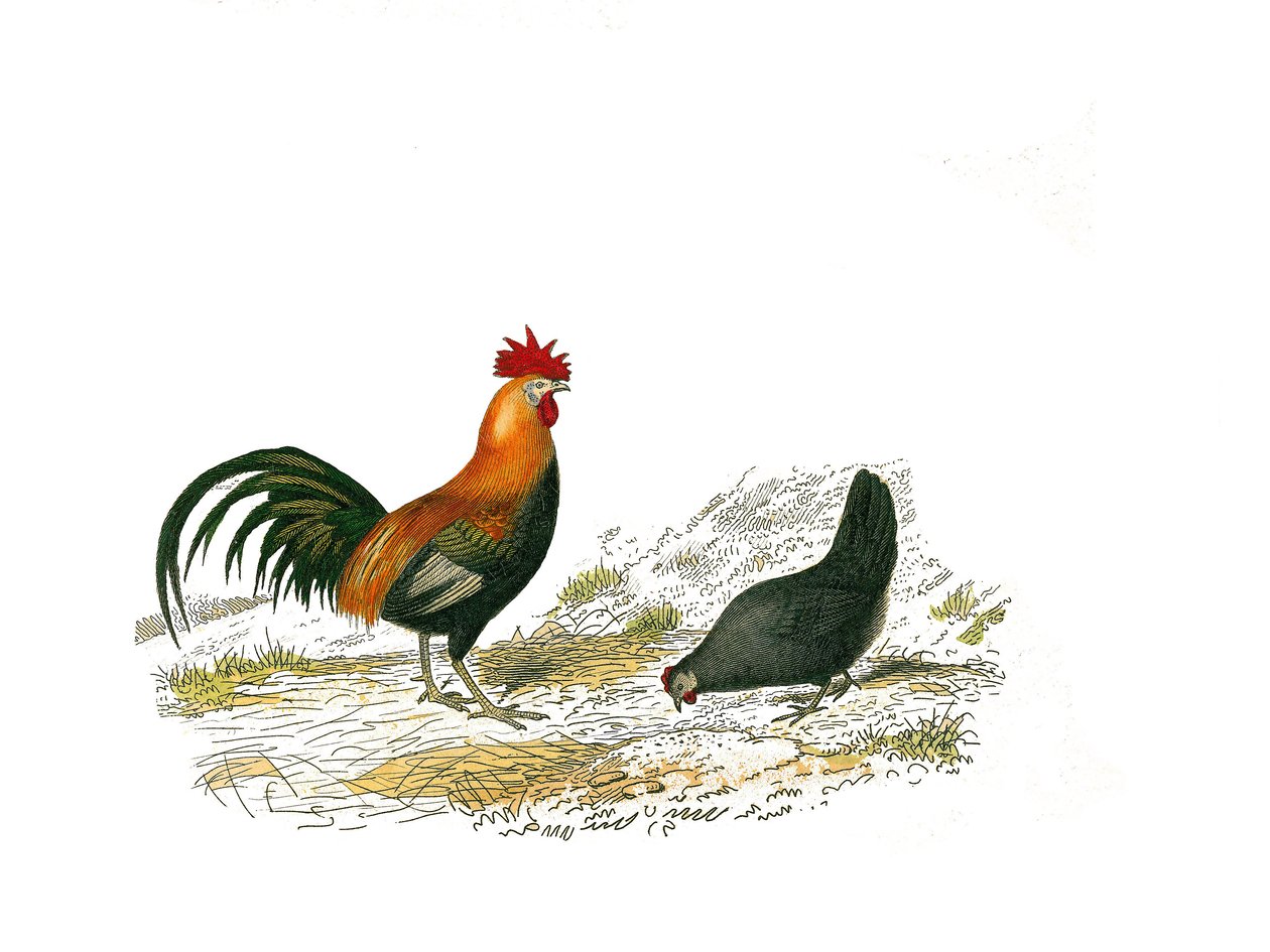 Naturhistorisk styre: Zoologisk styre som representerer gallinaser: hanen og høna. Plate hentet fra de ni bindene om fugler i "" Works complete of Buffon""" skrevet av naturforsker Georges Louis Leclerc, greve av Buffon av Edouard Travies