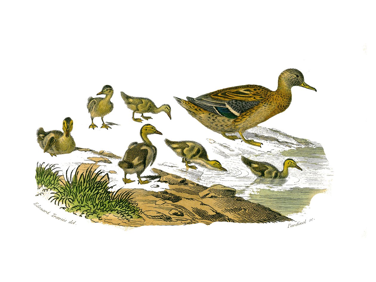 Naturhistorisk tavle: Zoologisk tavle som representerer lamellirostrous palmipedes (med lameller eller tenner). Hunnanden og dens unger. Plate hentet fra de ni bindene om fugler i "" Works complete of Buffon""" skrevet av naturforsker Georges Louis Leclerc av Edouard Travies