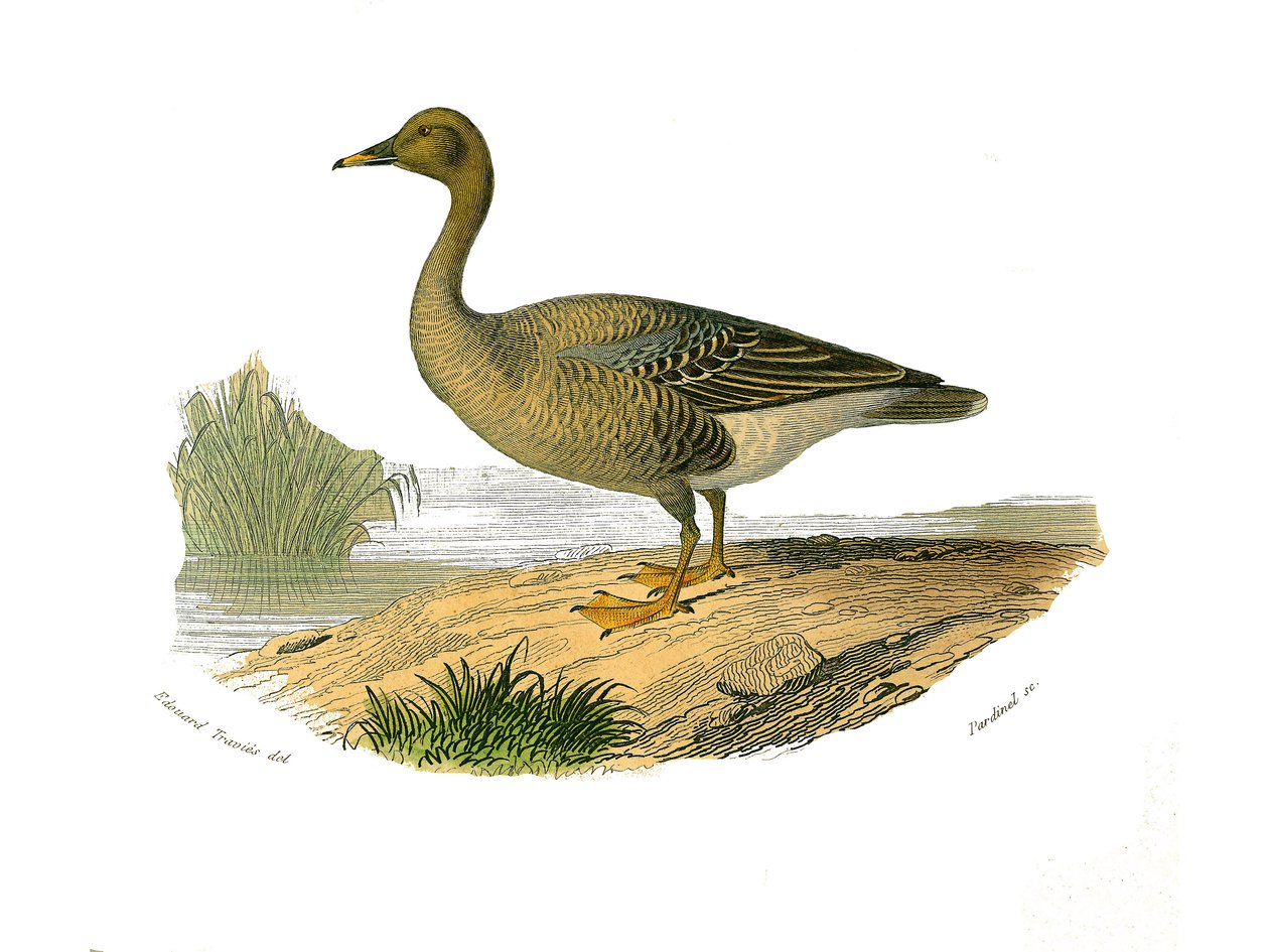Naturhistorisk tavle: Zoologisk tavle som representerer lamellirostrous palmipedes (med lameller eller tenner). Villgås. Plate hentet fra de ni bindene om fugler i "" Works complete of Buffon""" skrevet av naturforsker Georges Louis Leclerc, greve av Buffo av Edouard Travies