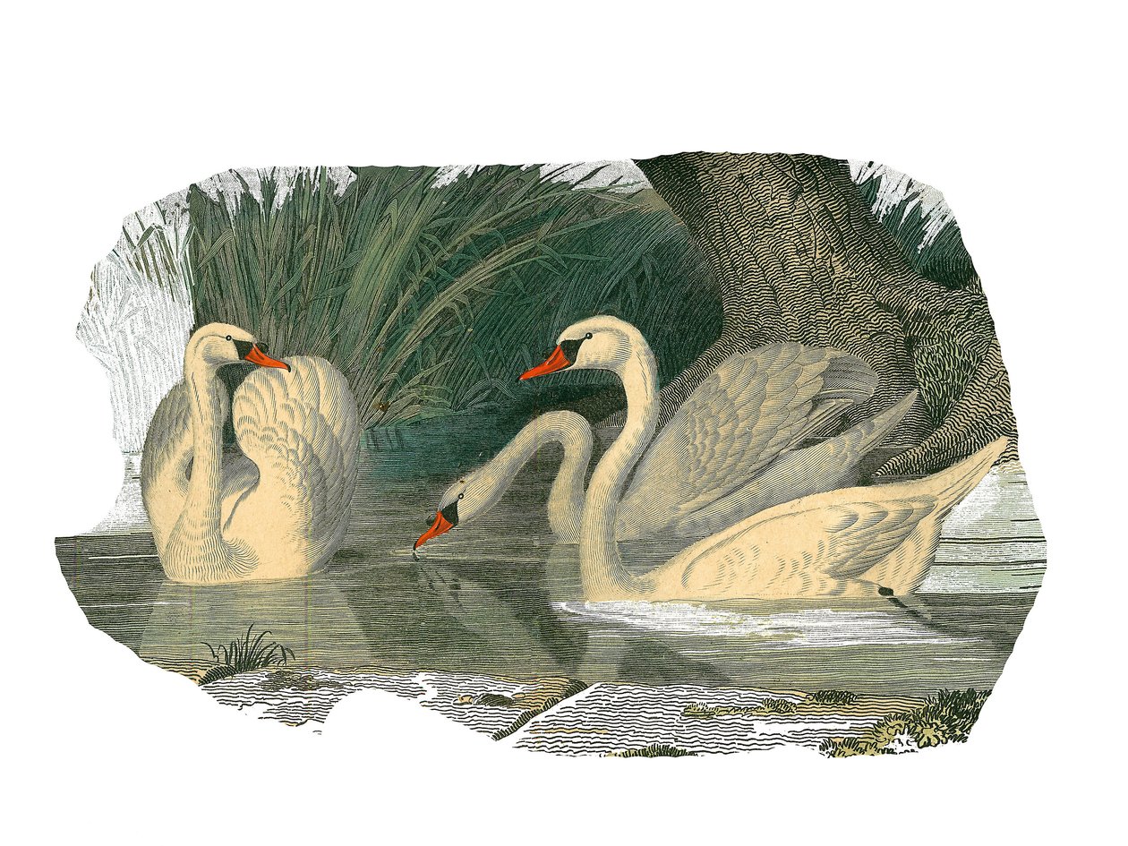 Naturhistorisk styre: Zoologisk styre som representerer lamellirostrous palmipedes av Edouard Travies