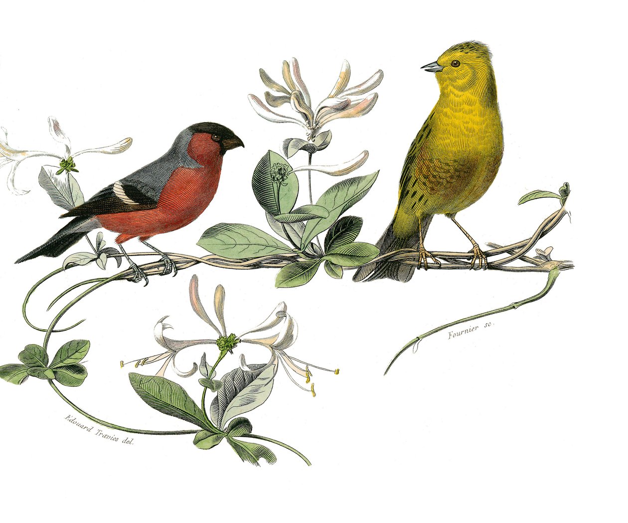 Naturhistorisk styre: Zoologisk styre som representerer bouvreuil og spurven i Frankrike. Plate hentet fra de ni bindene om fugler i "" Works complete of Buffon""" skrevet av naturforsker Georges Louis Leclerc, greve av Buffon av Edouard Travies
