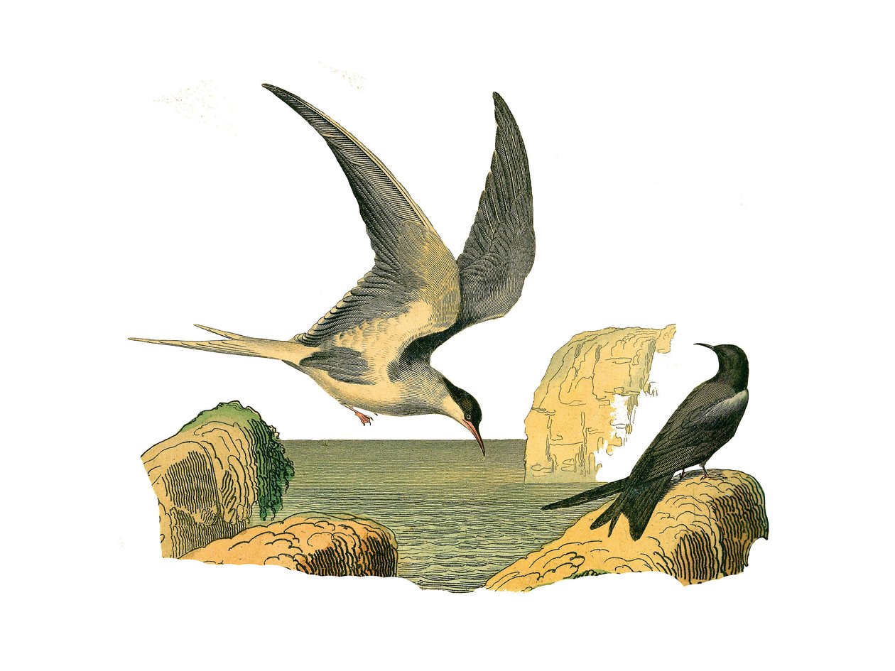 Naturhistorisk styre: Zoologisk tavle som representerer longipens (eller høye seilbåter, høyhavsfugler). Garinsteinen og fugleskremselet. Plate hentet fra de ni bindene om fugler i "" Works complete of Buffon""" skrevet av naturforsker Georges Louis Lec av Edouard Travies