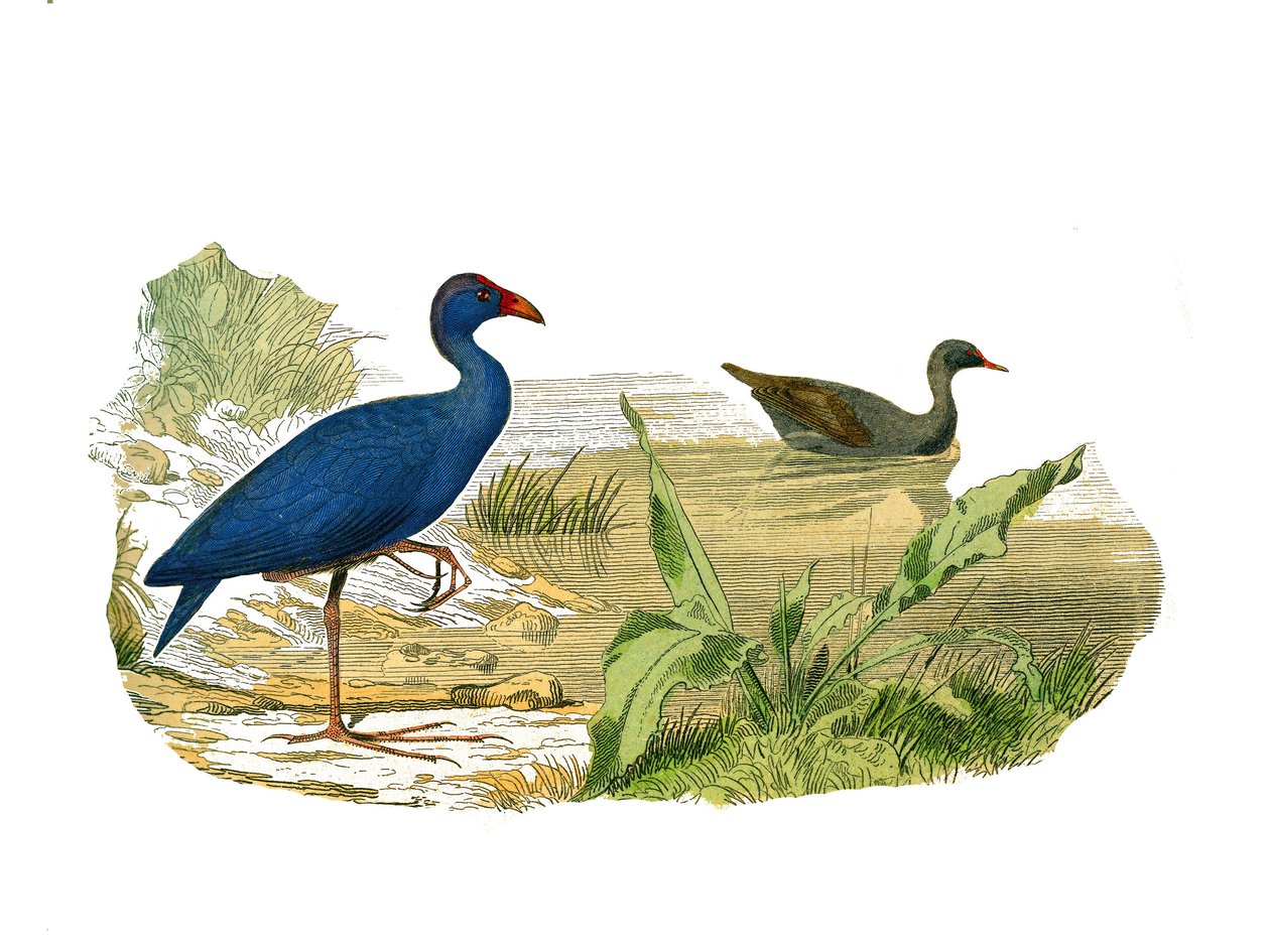 Naturhistorisk styre: Zoologisk tavle som representerer den langstrakte skyggen (lang og mager nebb): sultanhøna (sultanhøna) og vannhøna. Plate trukket fra de ni bindene om fugler i "" Works complete of Buffon""" skrevet av naturf av Edouard Travies