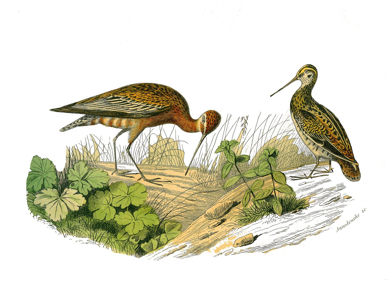 Naturhistorisk tavle: Zoologisk tavle som representerer den langstrakte skyggen av Edouard Travies