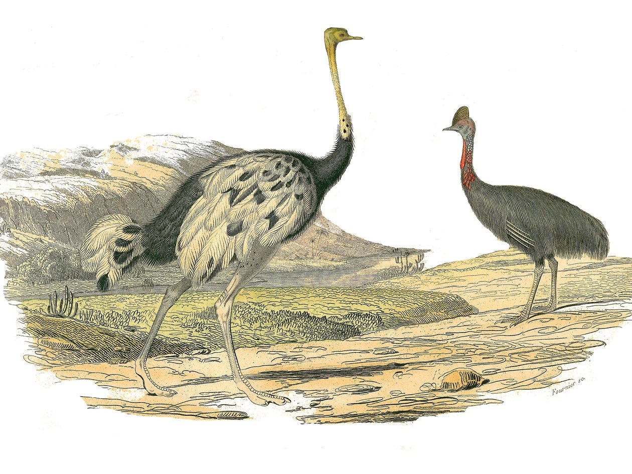 Naturhistorisk styre: Zoologisk styre som representerer vadefuglene: struts og casoar. Plate hentet fra de ni bindene om fugler i "" Works complete of Buffon""" skrevet av naturforsker Georges Louis Leclerc, greve av Buffon (1707-1788) mellom 1749 og 1785 av Edouard Travies