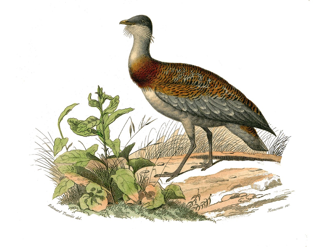Naturhistorisk styre: Zoologisk styre som representerer vadefuglene: busten. Plate hentet fra de ni bindene om fugler i "" Works complete of Buffon""" skrevet av naturforsker Georges Louis Leclerc, greve av Buffon (1707-1788) mellom 1749 og 1785. Illustras av Edouard Travies