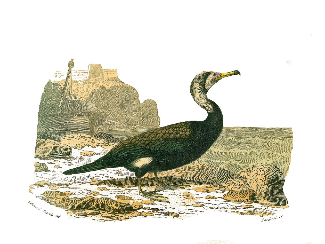 Naturhistorisk styre: Zoologisk styre som representerer totipalmer (fiske under vann). Skarven. Plate hentet fra de ni bindene om fugler i "" Works complete of Buffon""" skrevet av naturforsker Georges Louis Leclerc, greve av Buffon (1707-1788) mellom av Edouard Travies
