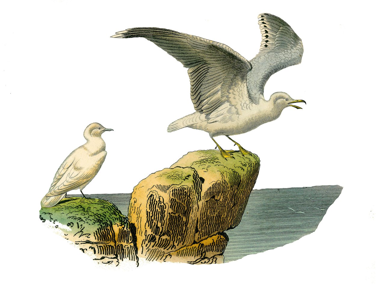 Naturhistorisk styre: Zoologisk styre som representerer totipalmer (fiske under vann). Kvitmåken og goeland har en grå pels. Plate hentet fra de ni bindene om fugler i "" Works complete of Buffon""" skrevet av naturforsker Georges Louis Leclerc, C. av Edouard Travies