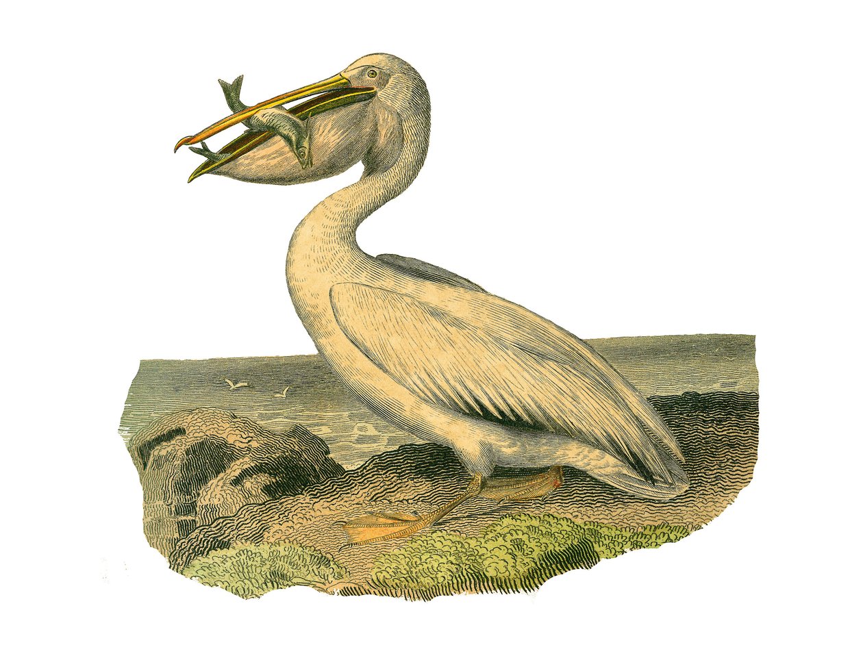 Naturhistorisk styre: Zoologisk styre som representerer totipalmer (fiske under vann). Den hvite pelikanen. Plate trukket fra de ni bindene om fugler i "" Works complete of Buffon""" skrevet av naturforsker Georges Louis Leclerc, greve av Buffon (1707-1788 av Edouard Travies