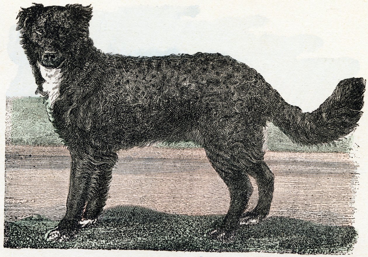 Newfoundland, Newfoundland - "Alfabet illustrerer dyr" 1800-tallet (gravering) av Edouard Travies