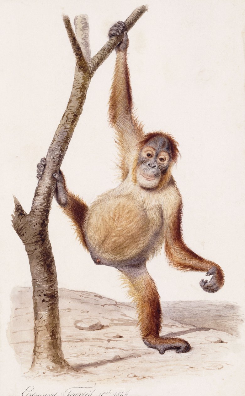Orangutang, 1836 av Edouard Travies