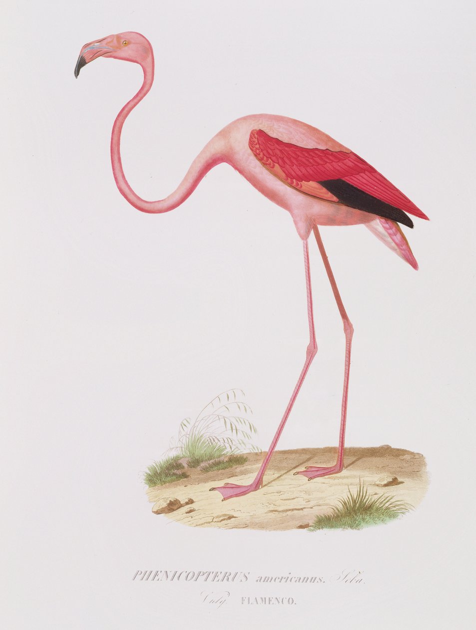 Phenicopterus americanus (Flamenco) (sic) gravert av Fournier, pub. av Bougeard av Edouard Travies