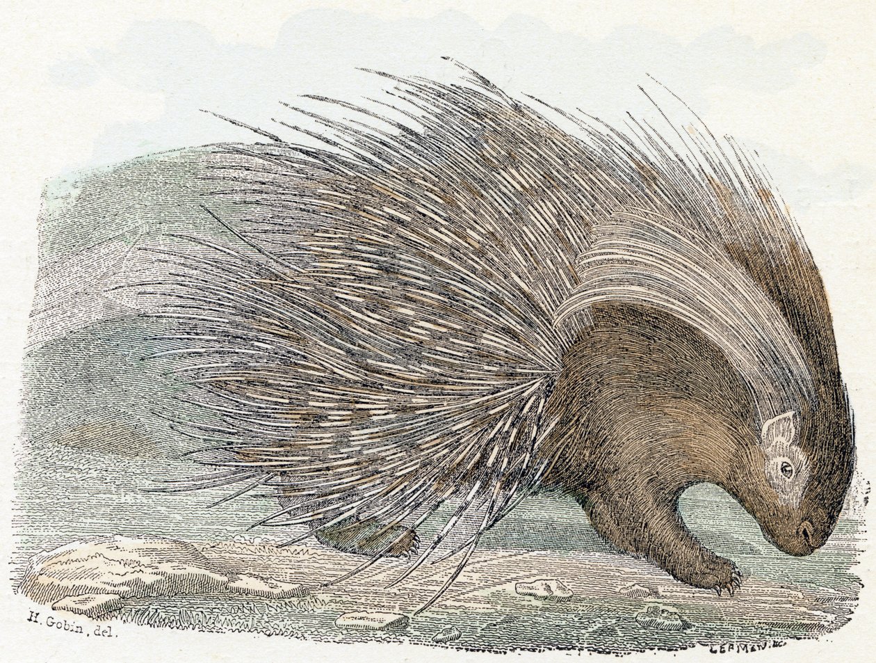 Svinekjøttepos (porc-epos) - "Alfabet illustrerer dyr" 1800-tallet (gravering) av Edouard Travies
