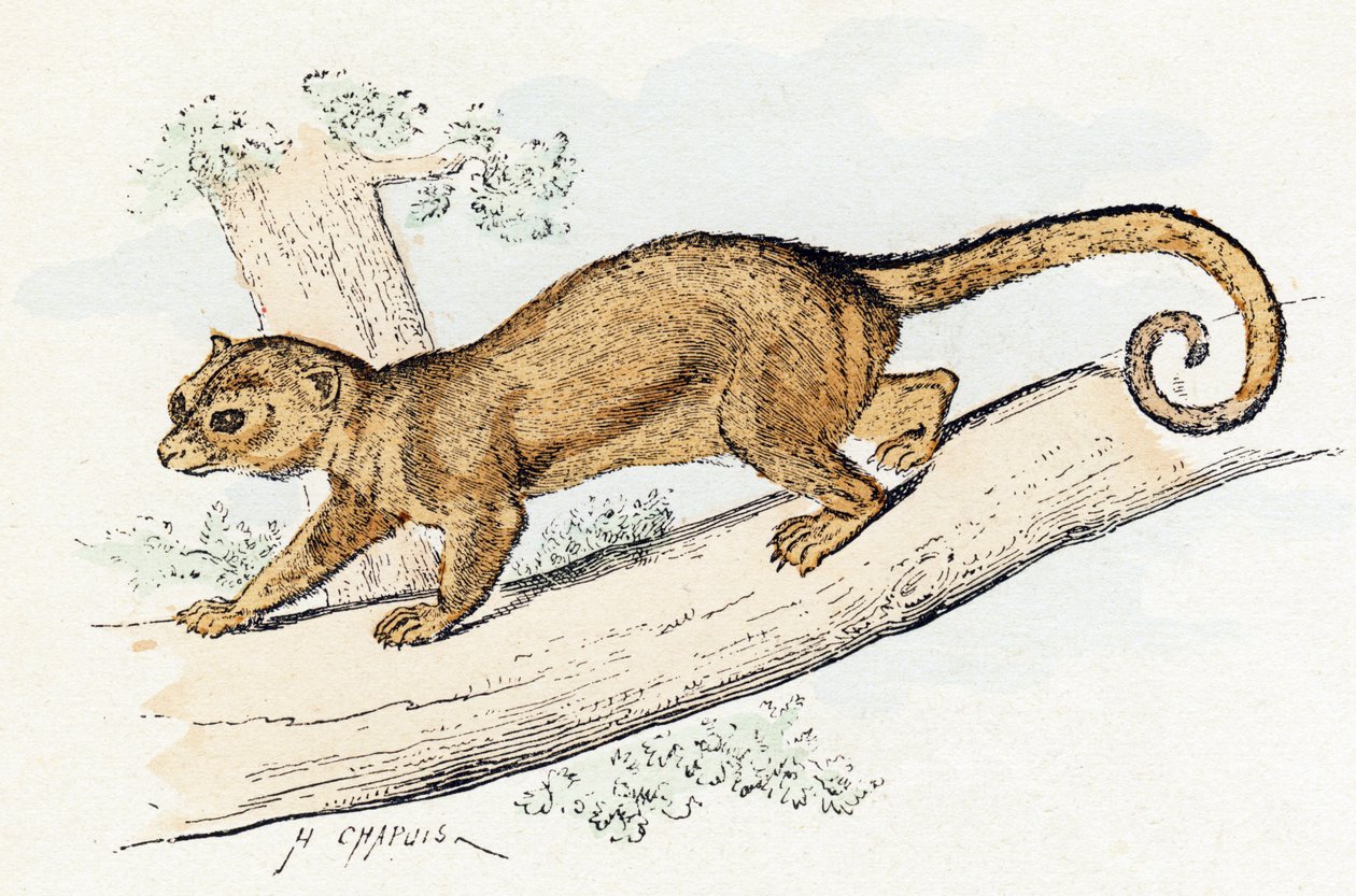 Quincajou (eller Wolverine eller Kinkajou) (potos) - "Alfabet illustrerer dyr" 1800-tallet (gravering) av Edouard Travies