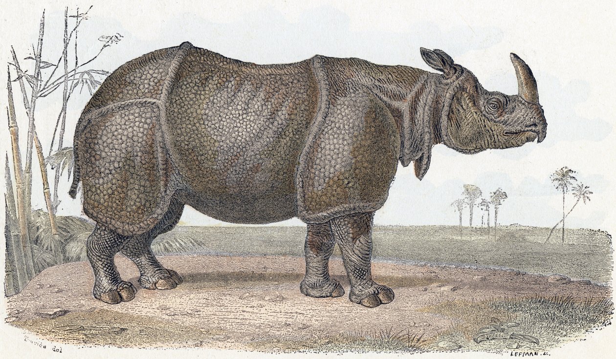 Neshorn - "Alfabet illustrerer dyr" 1800-tallet (gravering) av Edouard Travies
