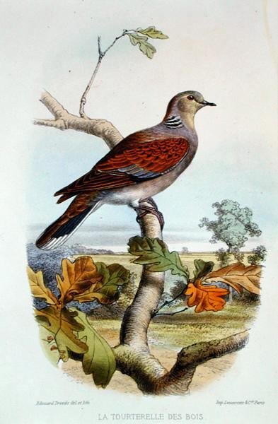 Turtelduen (farge litho) av Edouard Travies