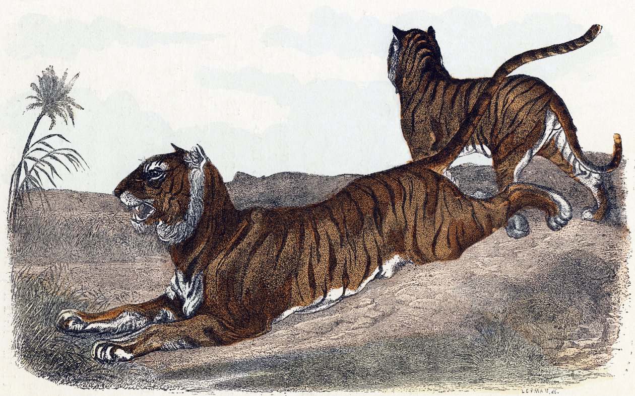Tigers - "Alfabet illustrerer dyr" 1800-tallet (gravering) av Edouard Travies