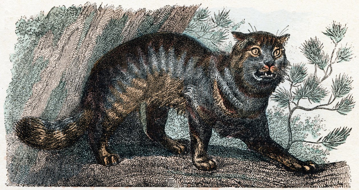 Villkatt- "Alfabet illustrerer dyr" 1800-tallet (gravering) av Edouard Travies