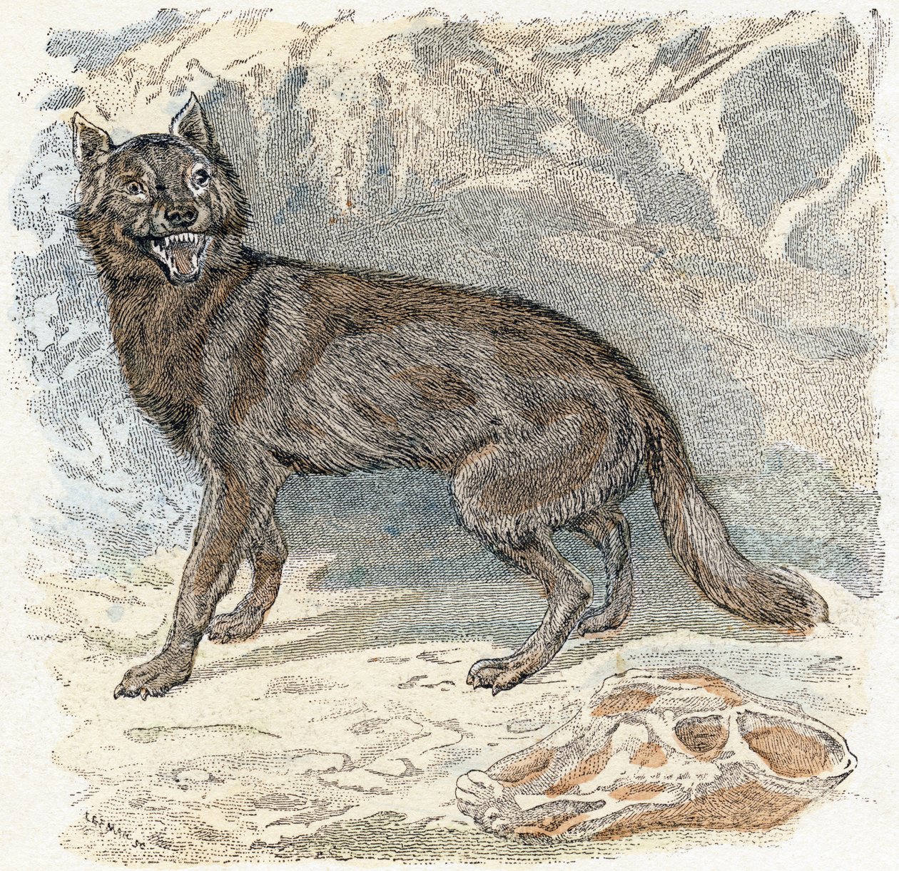 Wolf- "Alfabet illustrerer dyr" 1800-tallet (gravering) av Edouard Travies