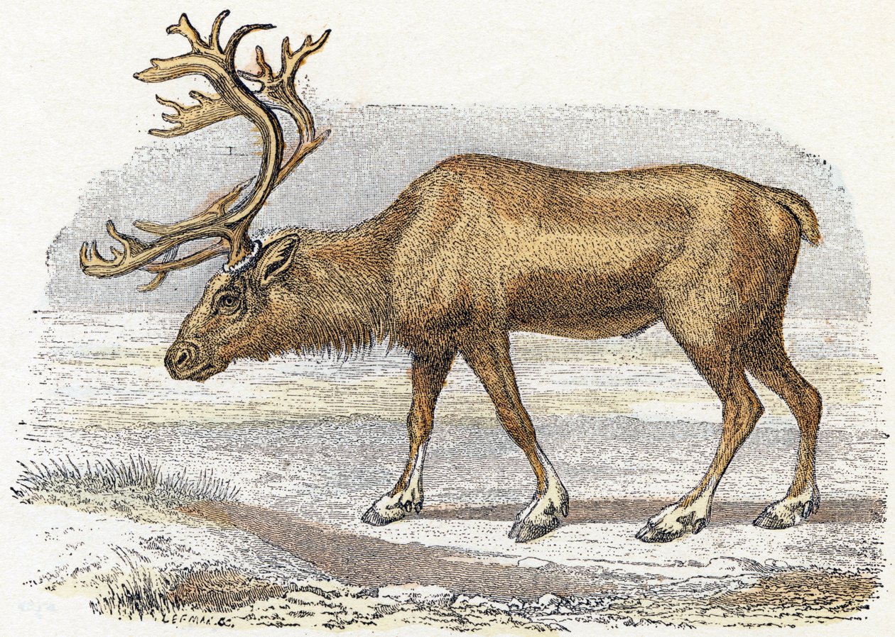 Xandarus - "Alfabet illustrerer dyr" 1800-tallet (gravering) av Edouard Travies
