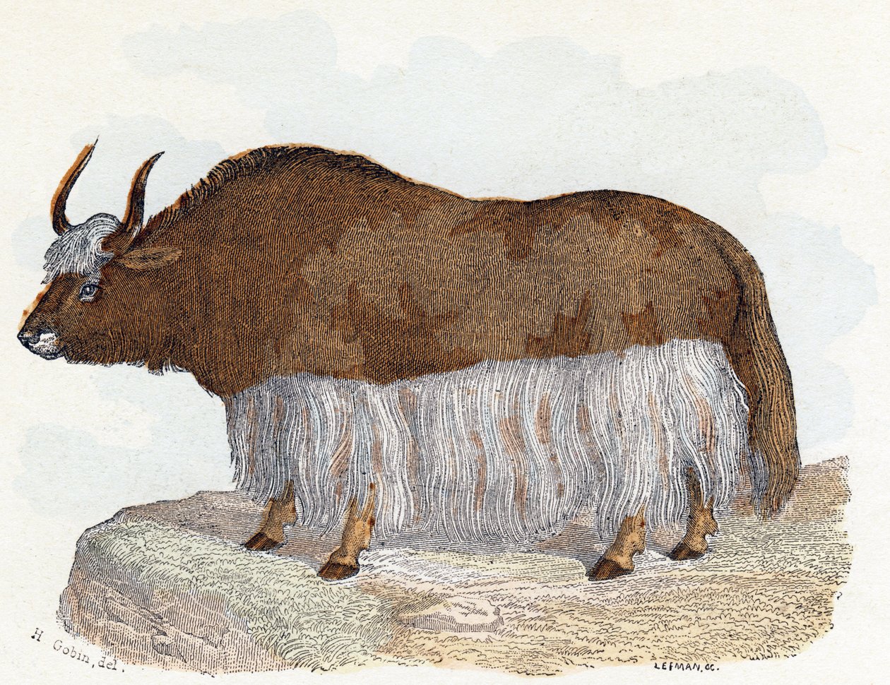Yack (yak) - "Alfabet illustrerer dyr" 1800-tallet (gravering) av Edouard Travies