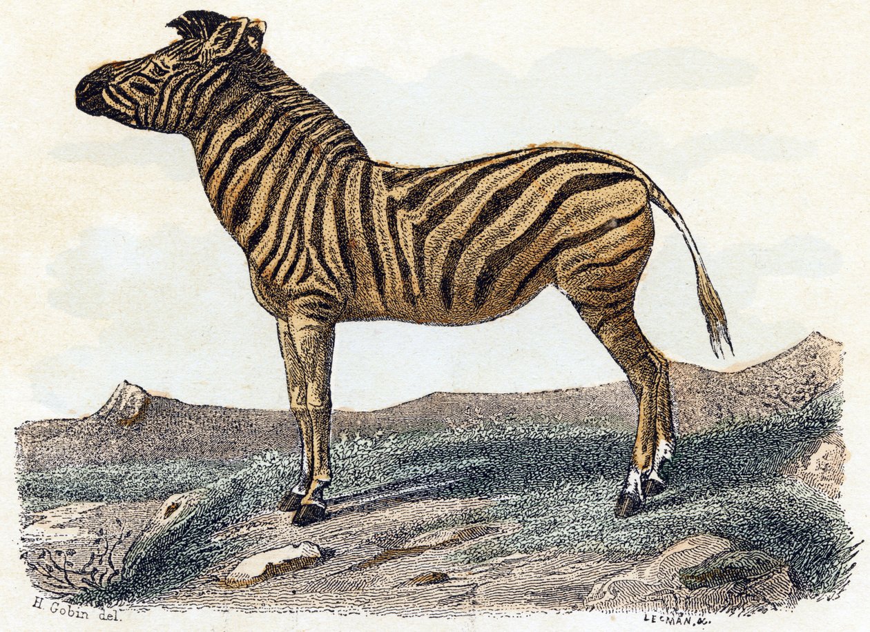 Zebra - "Alfabet illustrerer dyr" 1800-tallet (gravering) av Edouard Travies