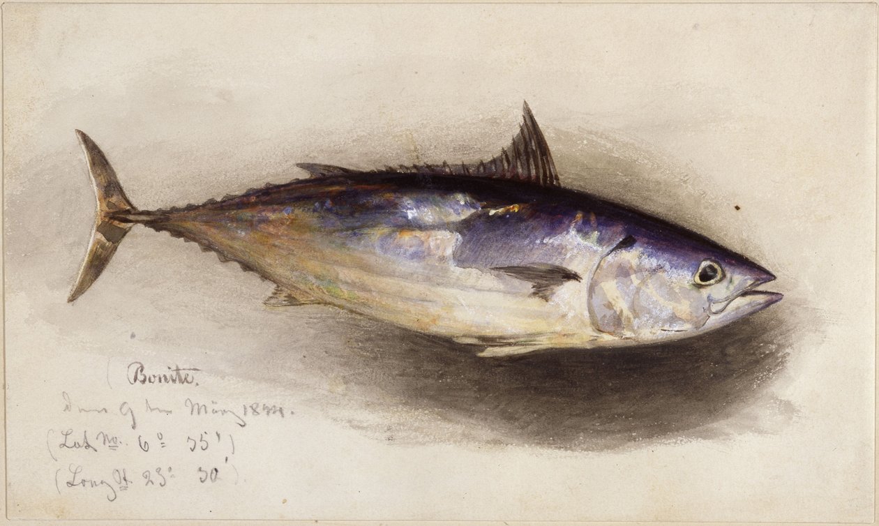 Fiskestudie (bonitotunfisk) av Eduard Hildebrandt