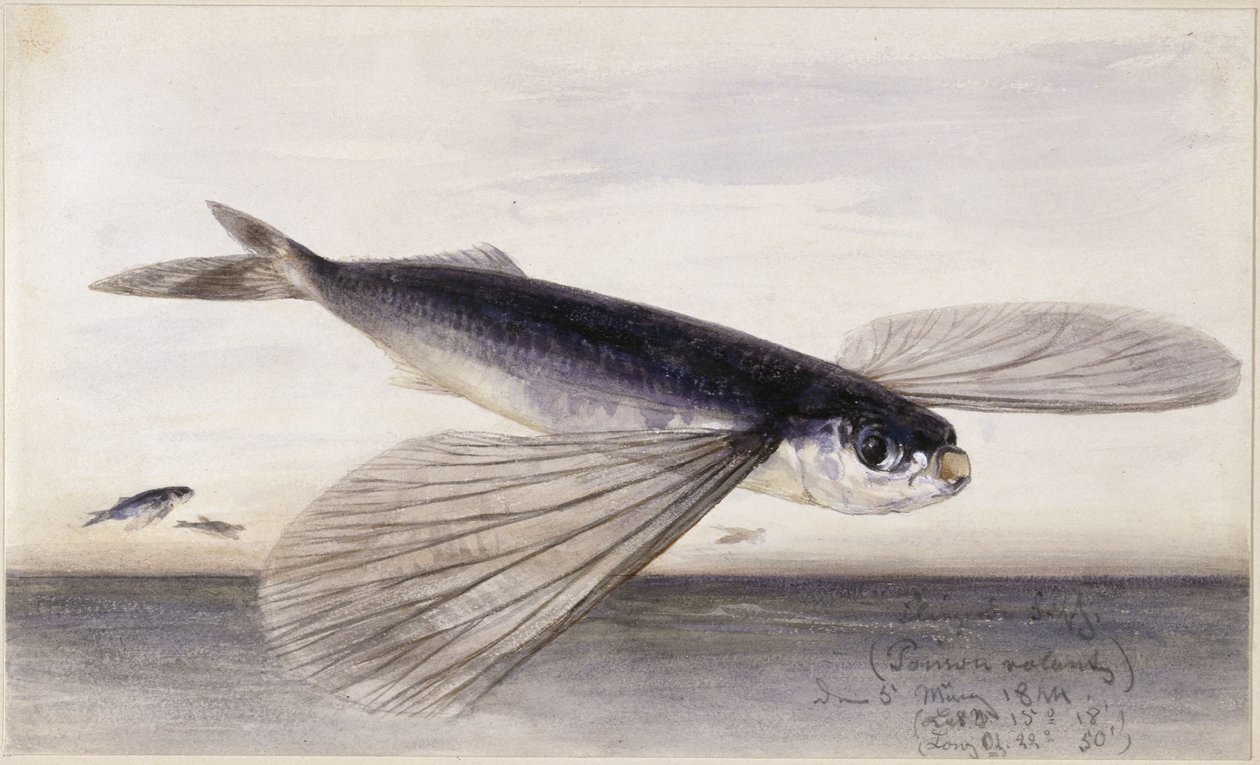 Fiskestudier (flygefisk) av Eduard Hildebrandt