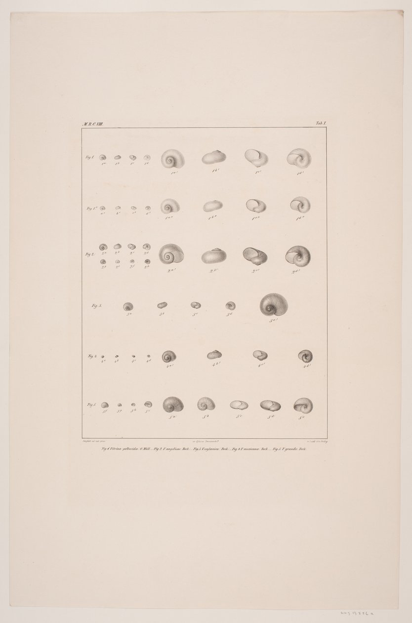Christian VIIIs skjellsamling, plate I av Edvard Fortling