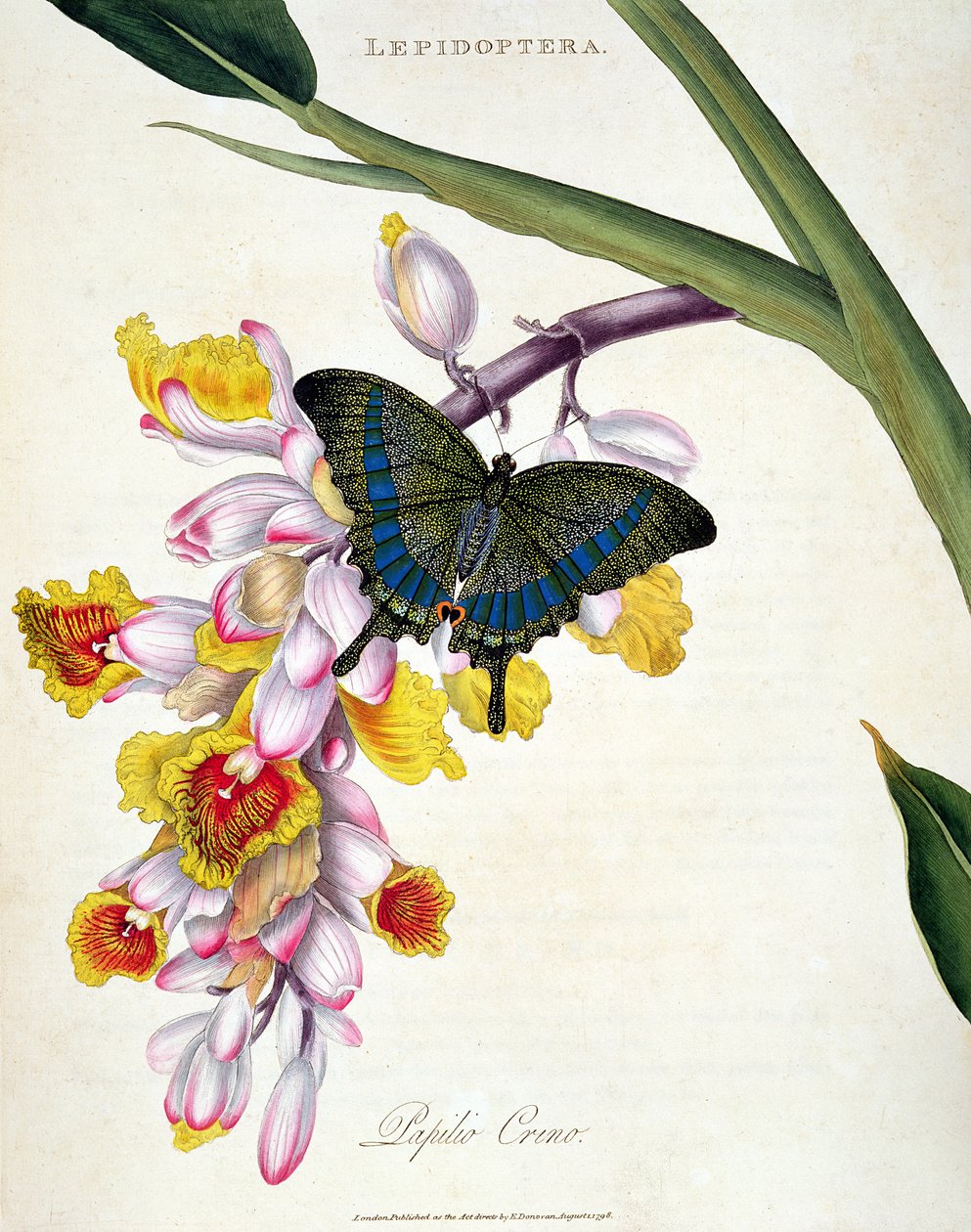 Butterfly: Papilo Crino pub. av kunstneren, 1798 av Edward Donovan
