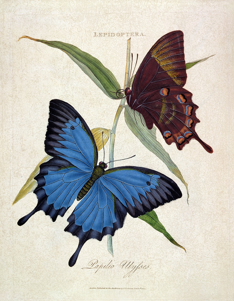 Sommerfugl: Papilio Ulysses, pub. av kunstneren, 1800 av Edward Donovan
