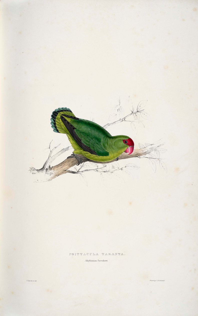 Agapornis taranta av Edward Lear