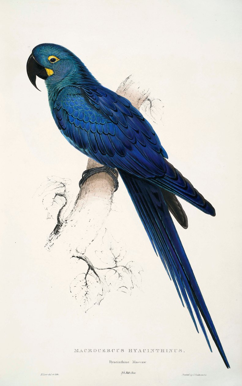 Anodorhynchus leari av Edward Lear