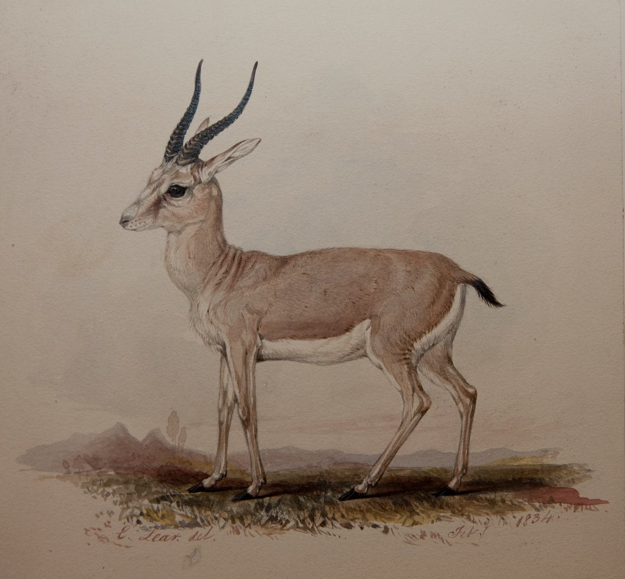 Antilope, 1834 av Edward Lear