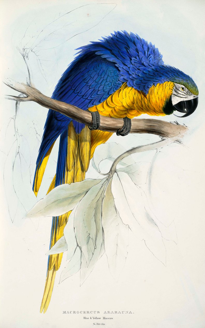 Ararauna -ruten av Edward Lear