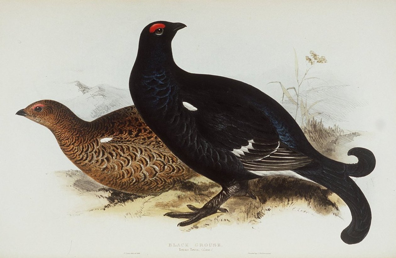Black Grouse av Edward Lear