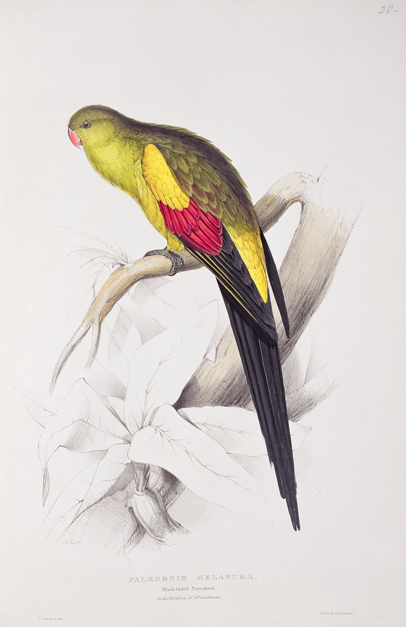 Svarthalet parakitt av Edward Lear
