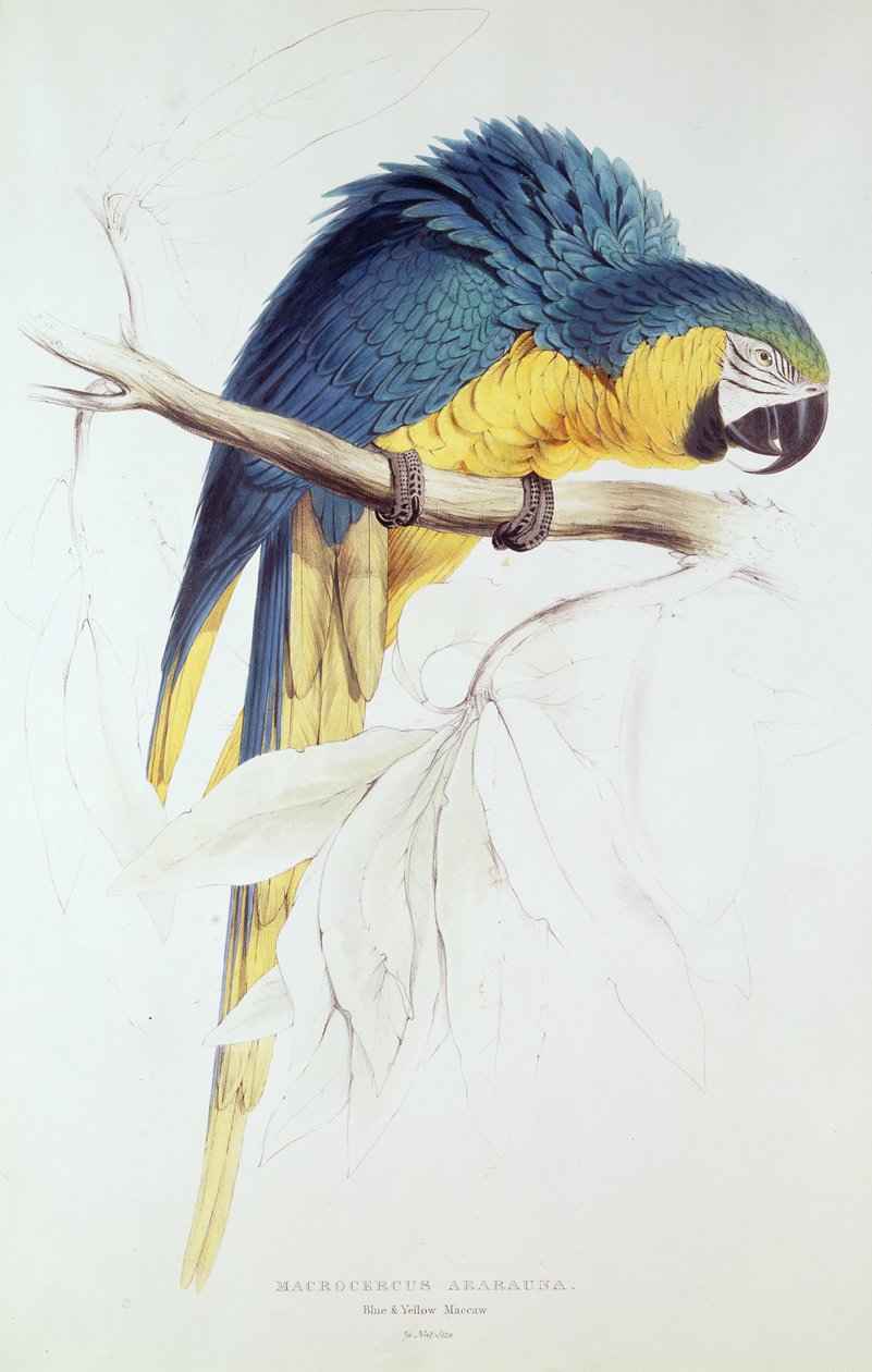 Blå og gul ara (fargegravering) av Edward Lear