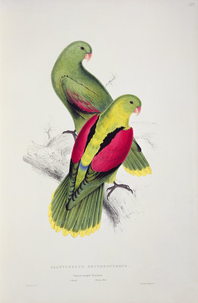 Crimson-Winged Parakeet av Edward Lear