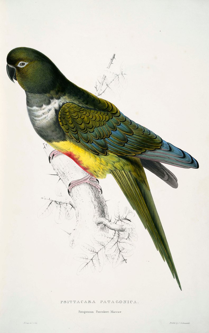 Cyanoliseus patagonus av Edward Lear