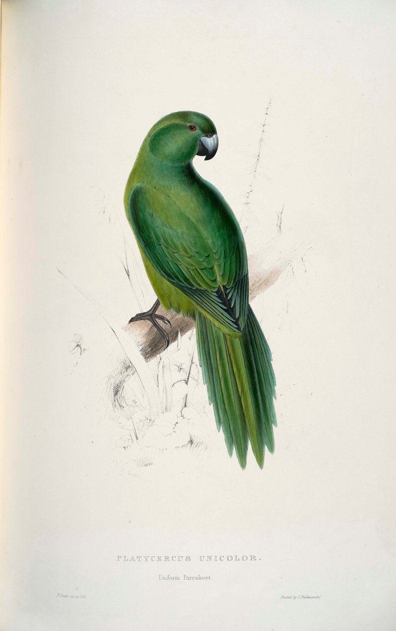 Cyanoramphus unicolor av Edward Lear