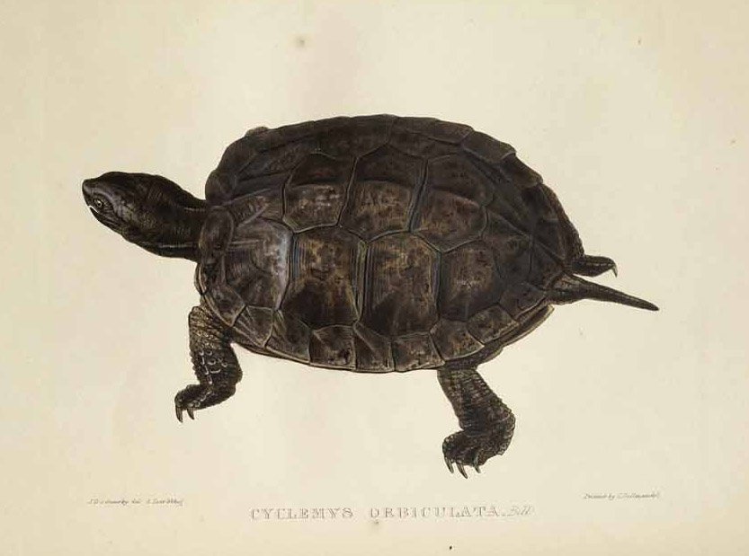 Cyclemys orbiculata av Edward Lear