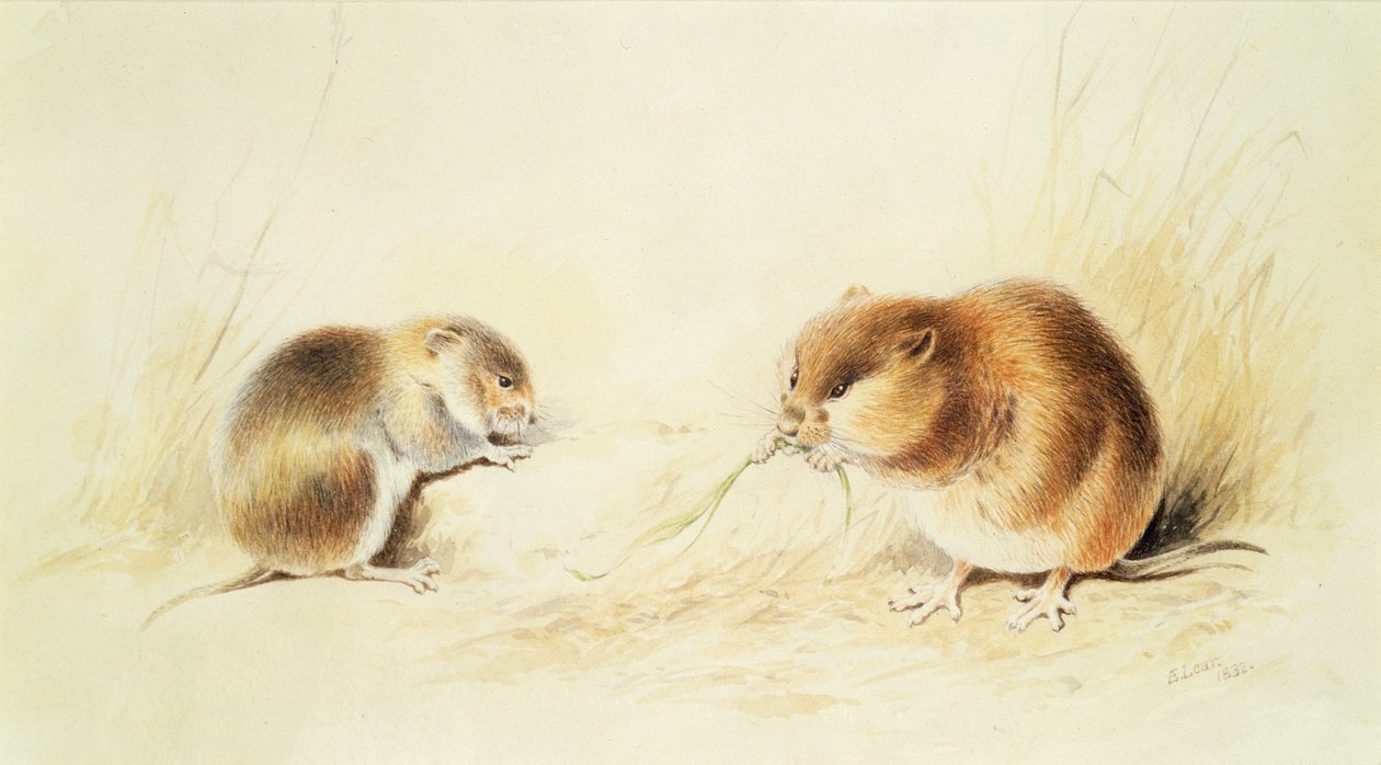Dormus, 1800-tallet av Edward Lear