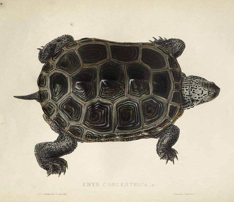 Emys concentrica av Edward Lear