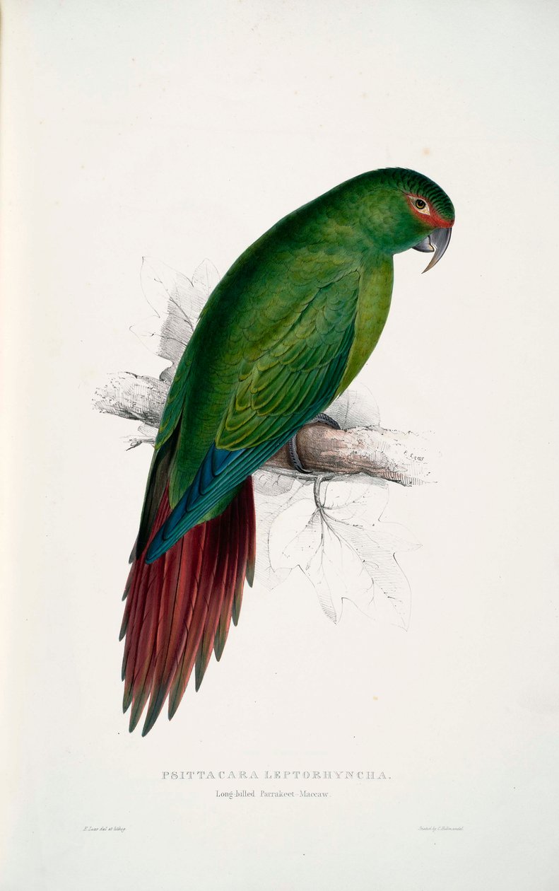 Enicognathus leptorhynchus av Edward Lear
