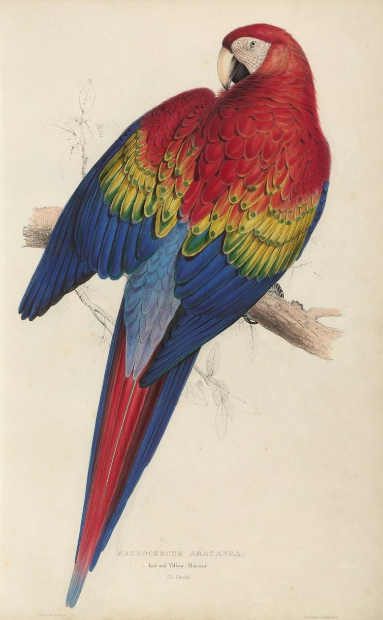 Illustrasjoner av familien til Psittacidœ, eller papegøyer, plate 7 av Edward Lear