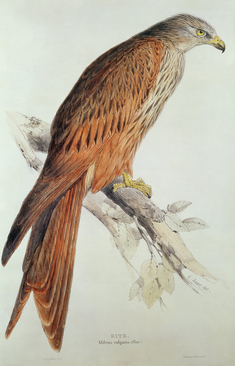 Drage av Edward Lear